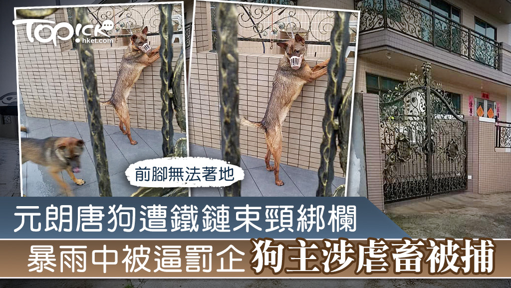 元朗唐狗遭鐵鏈束頸綁欄，暴雨中被逼罰企狗主涉虐畜被捕。