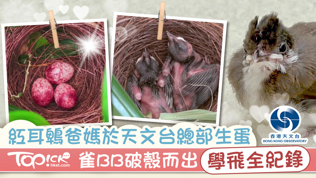 紅耳鵯爸媽於天文台總部生蛋，雀BB破殼而出學飛過程全紀錄。