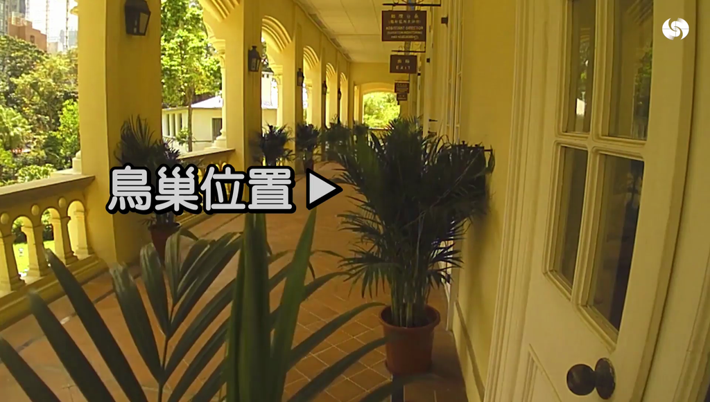 紅耳鵯父母選擇在天文台總部的1883大樓築巢。（圖片來源：影片截圖）