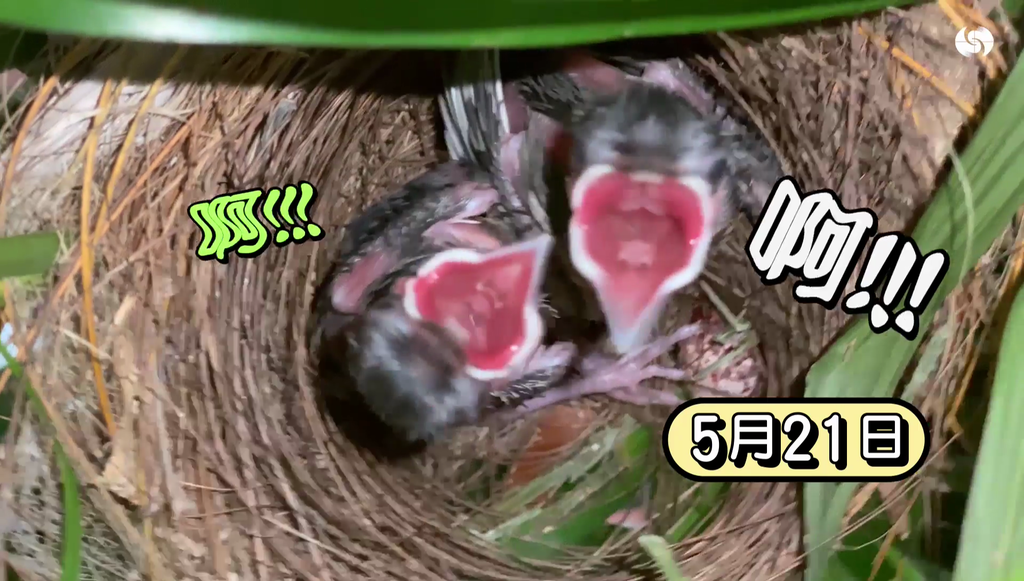雀BB約10日大的模樣。（圖片來源：影片截圖）