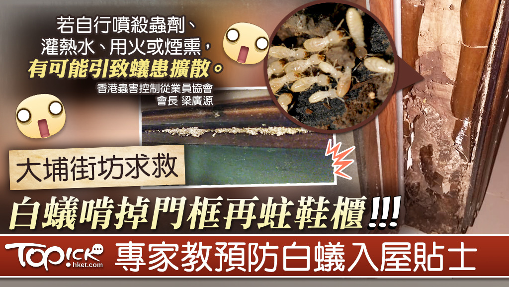 白蟻破壞力驚人。