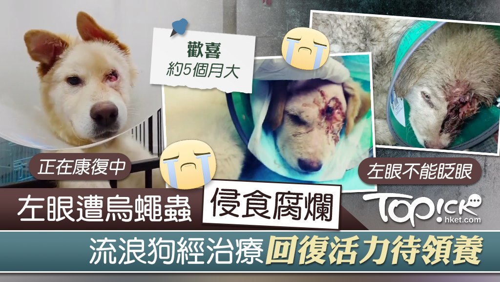 早前因與其他狗狗打架而受傷的流浪狗「歡喜」，傷口目前已大致癒合。