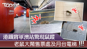 將軍澳港鐵站驚現鼠蹤。