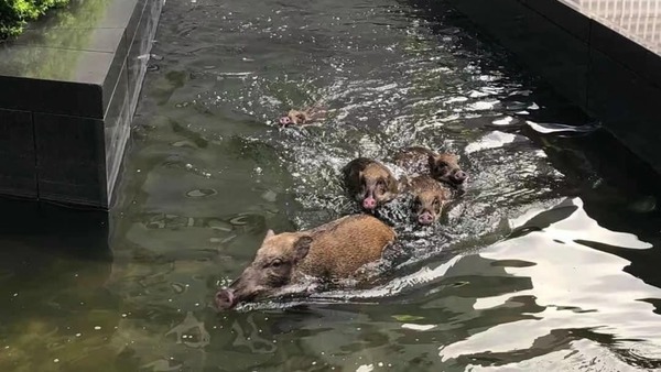 野豬一家5口暢泳中銀總行花園水池。(陳曼琪facebook專頁貼圖)