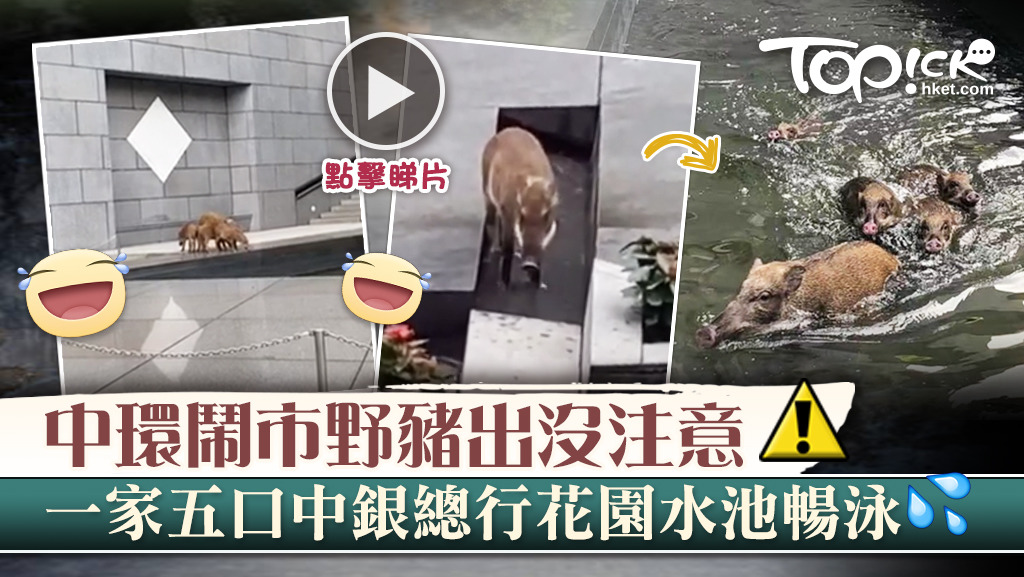 野豬一家5口暢泳中銀總行花園水池。
