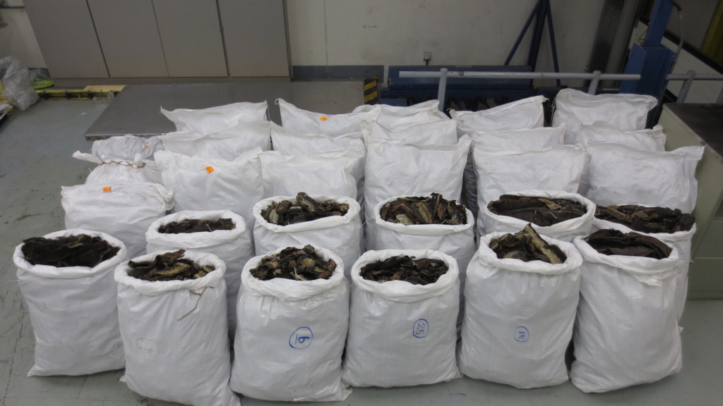 海關檢獲懷疑屬瀕危物種的前口蝠鱝鰓，估計市值約90萬元。（政府新聞處圖片）