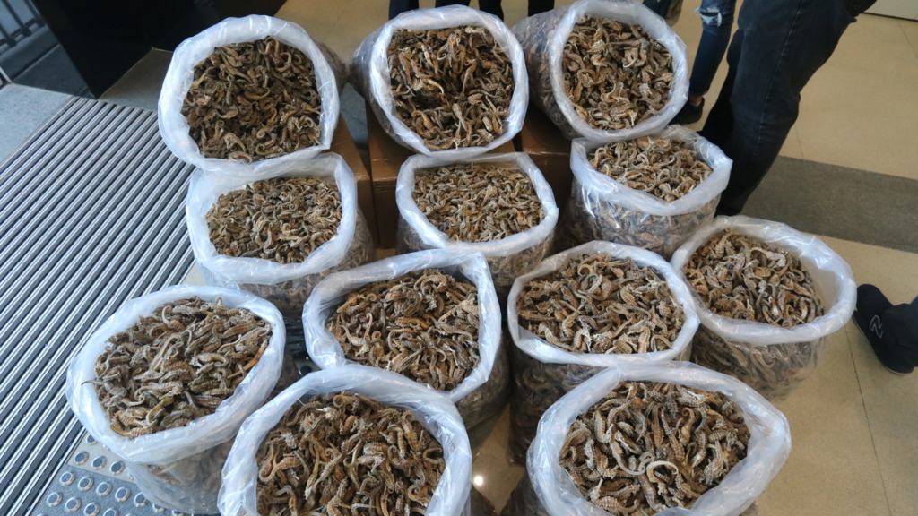 檢獲的乾海馬可製成名貴中藥藥材。