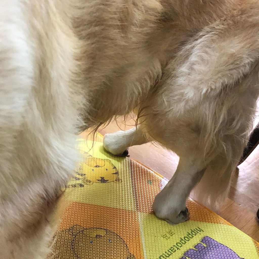 15歲的公公腿部退化漸無知覺。（Instagram圖片）
