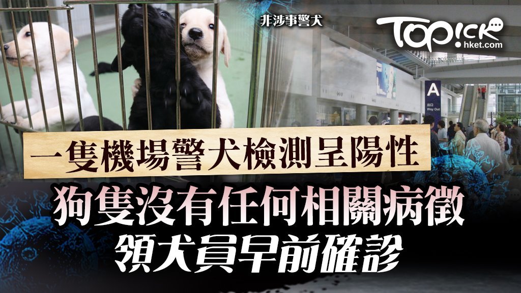 一隻警犬樣本對新冠病毒測試呈陽性反應，圖中非涉事狗隻。