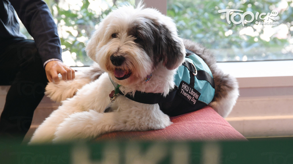 港大圖書館治療犬Jaspe周日（9日）病逝。（經濟日報資料圖片）