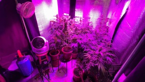 部分於該栽植場的懷疑大麻植物。（海關圖片）