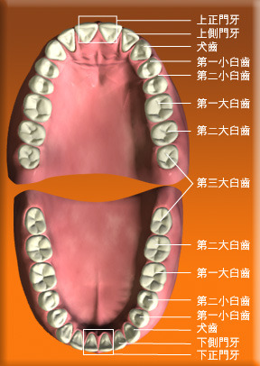 牙齒排列位置（圖片來源：衞生署）