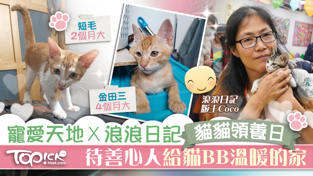 浪浪日記將本周日（8月8日)舉行領養日，愛貓人士不妨留意。