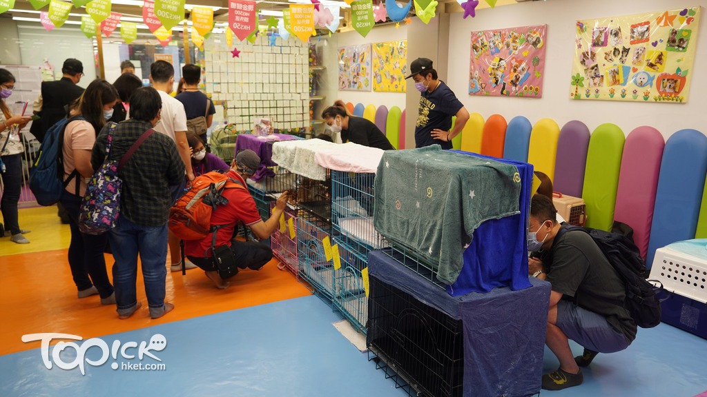 領養的地點元朗毛毛蟲幼稚園寵物酒店，吸引不少「家長」到訪登記領養心儀的貓隻。（攝影︰馮柏偉）