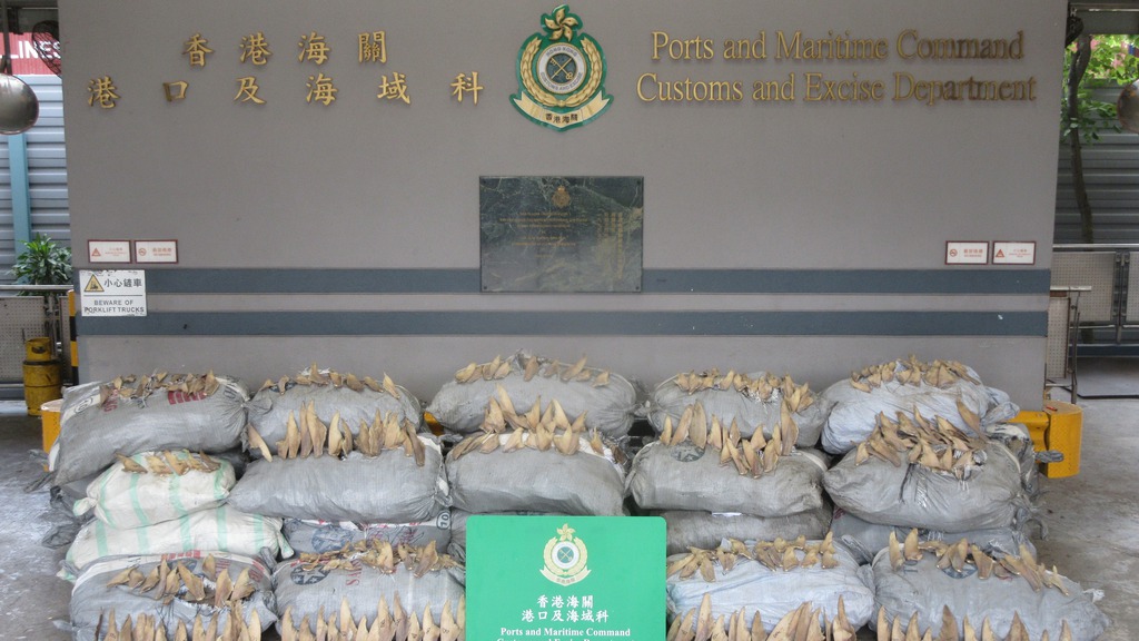 香港海關昨日（12日）在葵涌海關大樓驗貨場一個貨櫃內檢獲一批懷疑走私貨物，包括約四公噸乾魚翅及約一點一公噸懷疑受管制屬瀕危物種的藍吻犁頭鰩屬乾魚翅，估計市值共約340萬元。圖示部分檢獲的懷疑走私乾魚翅及藍吻犁頭鰩屬乾魚翅。（香港海關）