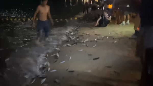 長洲東灣昨有大量小魚跳上沙灘。（網上圖片）