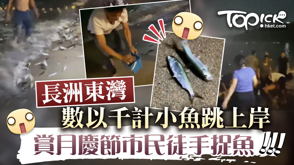 長洲東灣上有數以千計的小魚跳上岸。