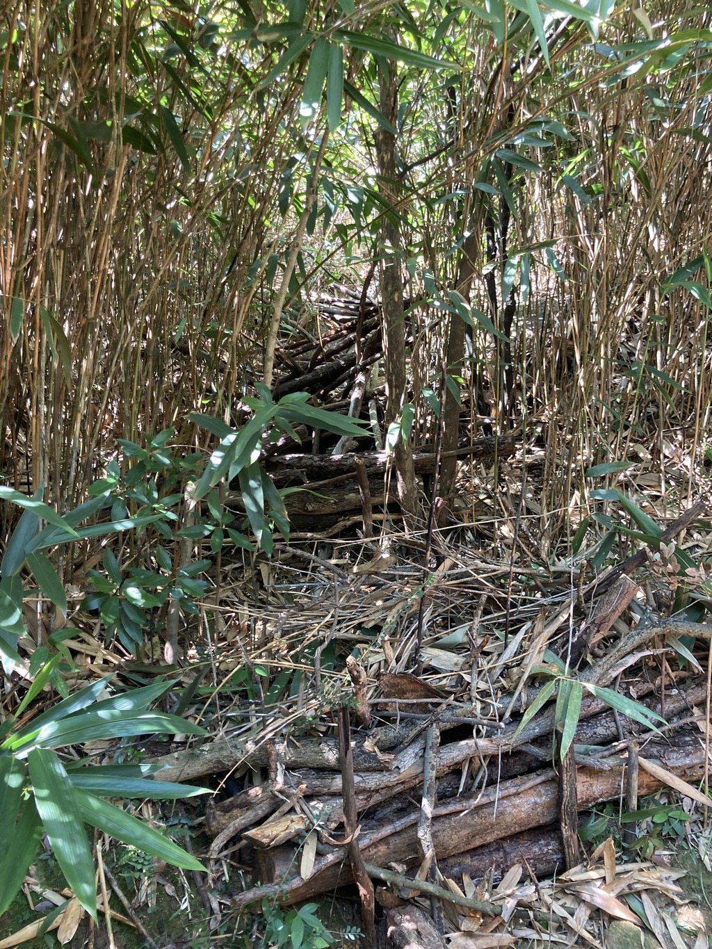 捷徑堵截後。（綠惜地球提供）