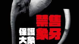 香港在2021年12月31日正式禁止進口、再出口及為商業目的而管有象牙。（黃錦星Facebook）