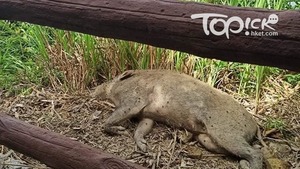 漁護署今日於南區石排灣道進行野豬捕捉行動。(經濟日報資料圖片)