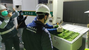 首批水路運送內地蔬菜抵港，三噸共200箱菜心今應市。（運輸及房屋局）