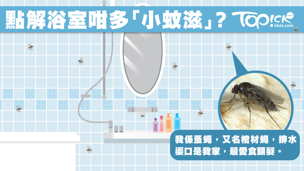 「小蚊滋」學名為「蚤蠅」，又名「棺材蠅」。