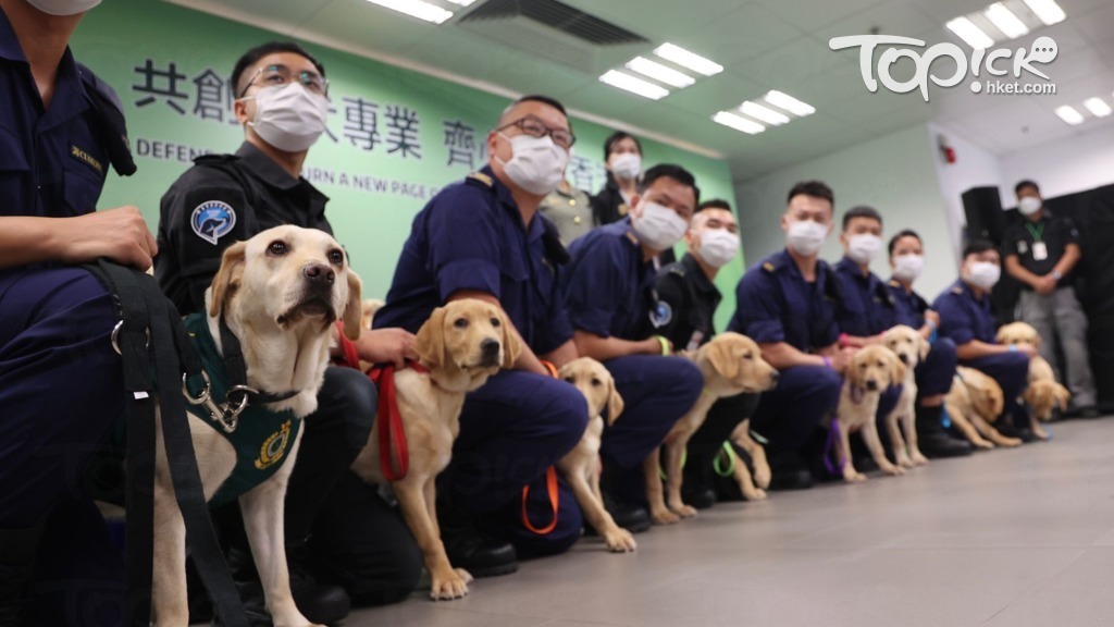 海關與機場保安公司首度合作繁育八隻幼犬，合稱「DEFEND HK」。（陳靜儀攝）