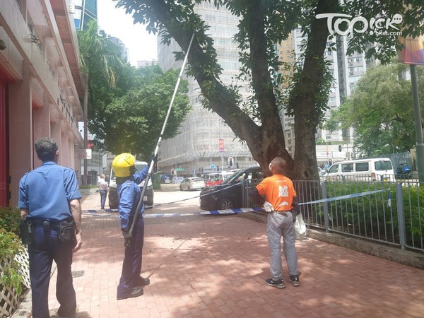 消防員先以長鐵鈎將蟒蛇驅趕至較低位置。(黃傑偉攝)