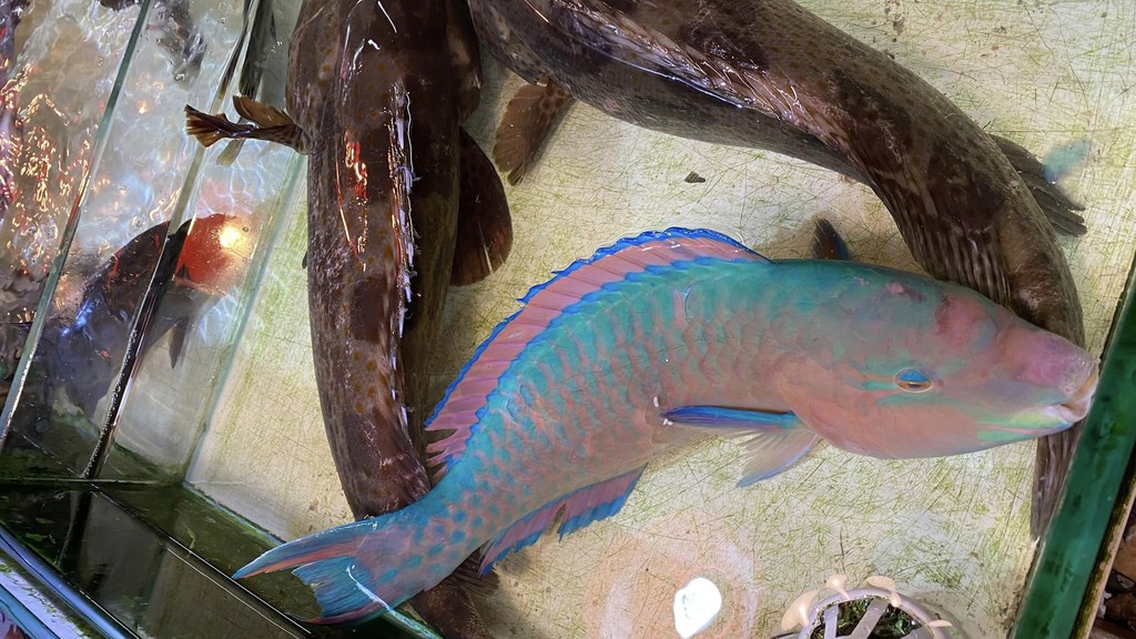有市民於西貢街市以600元買鸚哥魚。(Facebook 圖片)