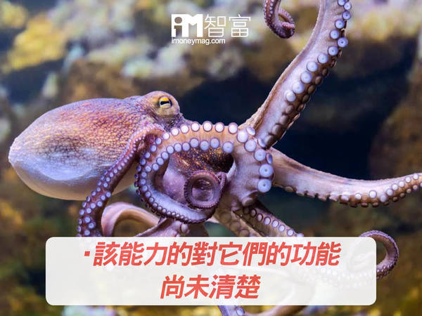 科學新知】章魚/墨魚/八爪魚智慧超預期能通過人類認知能力測試- 香港 
