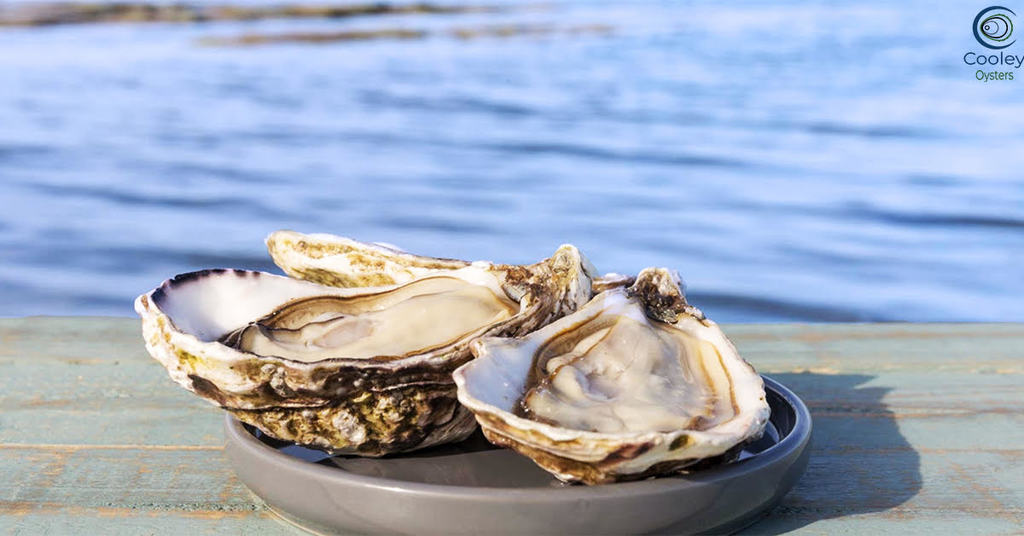 頂級生蠔專門店Cooley Oysters,蠔場總公司亦榮獲愛爾蘭頒發的Origin Green的金色標記。(誠品生活提供)