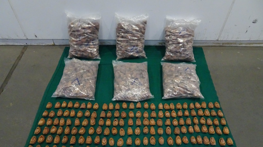 海關截獲出境貨車檢走私乾鮑魚，市值約195萬元。（政府新聞處）