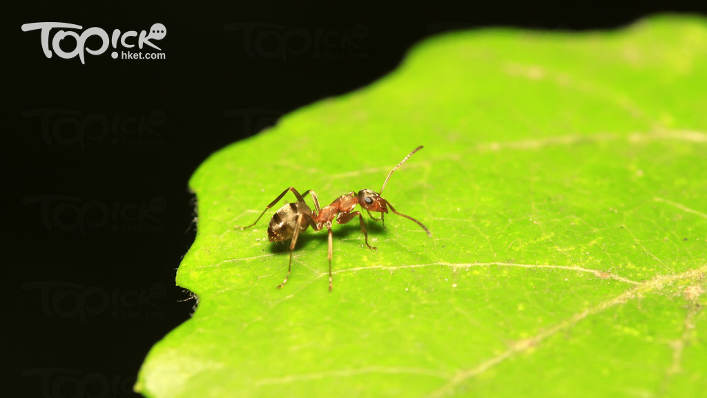 [French study]Ants can smell cancer in urine Scientist: Hope to make low-cost cancer detection tool- Hong Kong Economic Daily- TOPick – Health – Health Information