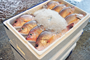  鱲魚是香港常見的魚種，魚市場亦有大量冰鮮貨。（張頌婷攝）