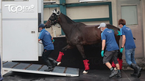 沙田馬場的運馬清關禁區,馬匹被帶上馬車。(陳靜儀攝)