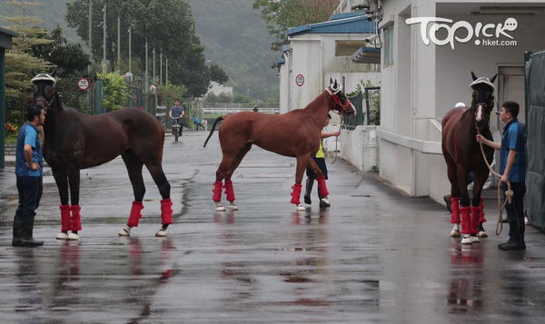 沙田馬場的馬匹穿戴眼罩和腳包陸續上馬車。(陳靜儀攝)