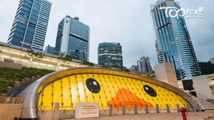 黃鴨現身全港。