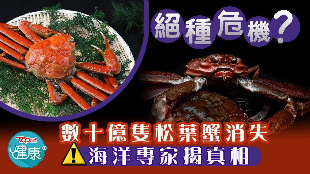 數十億隻松葉蟹消失，海洋專家揭真相。