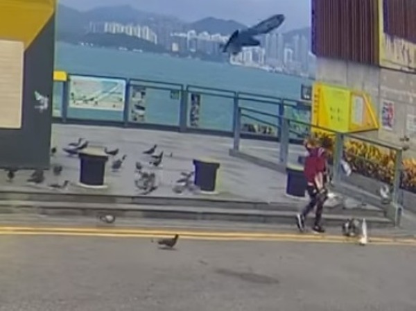 網上流傳一條車Cam片段,一名中年女子徒手捉起多隻白鴿。(「西環變幻時」FACEBOOK)