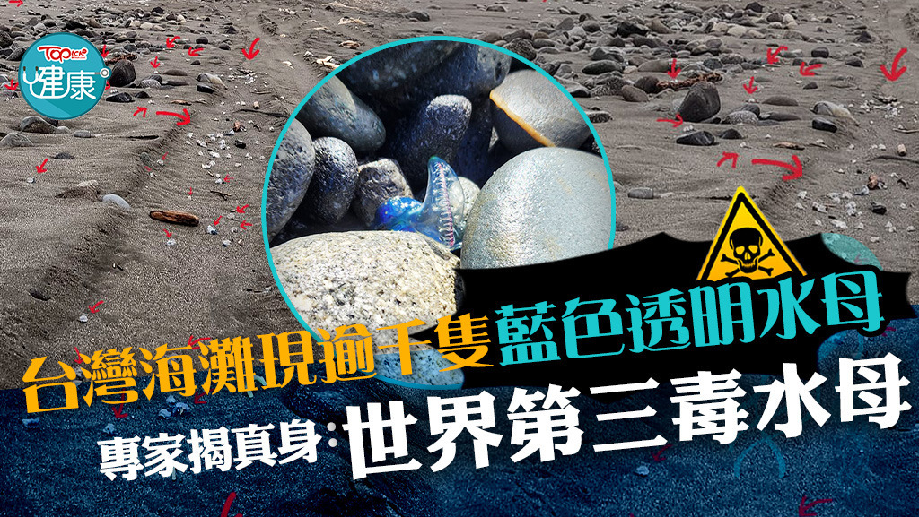 台灣海灘現逾千隻藍色透明水母，專家揭真身：世界第三毒水母。