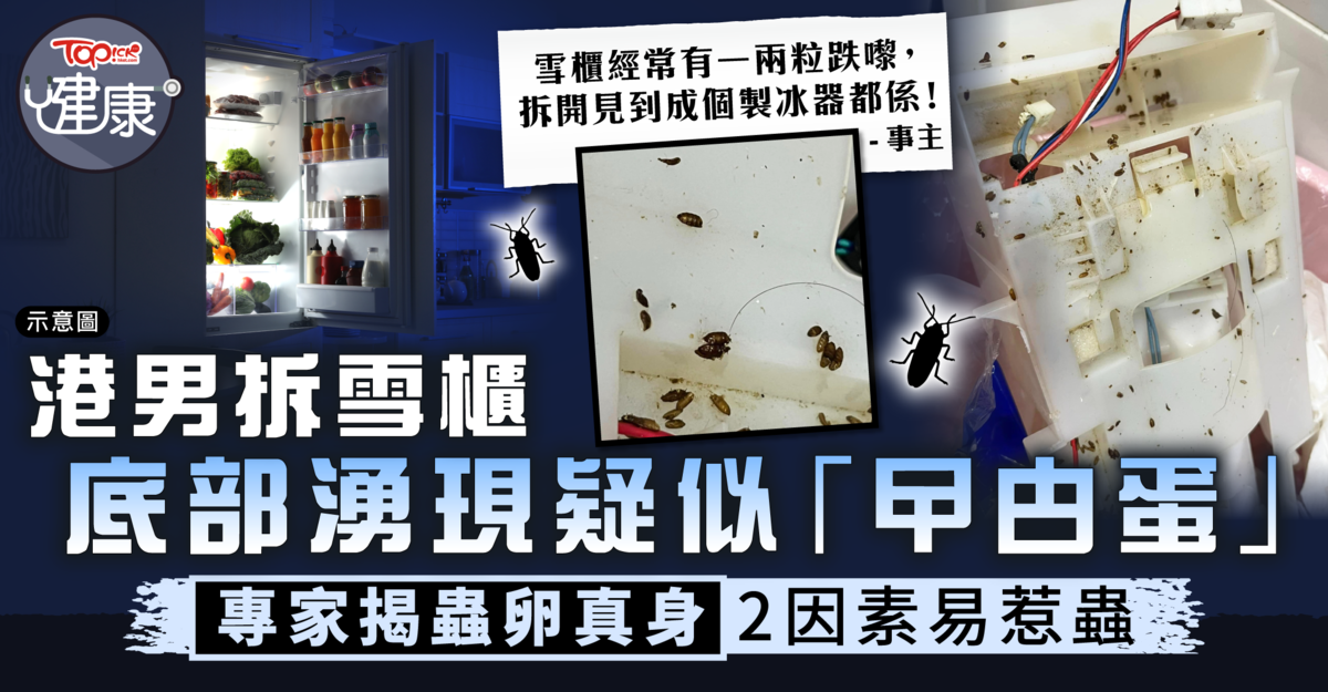 Unhygienic Kitchen and Refrigerator Full of Insect Eggs in Hong Kong Apartment Shock Netizens