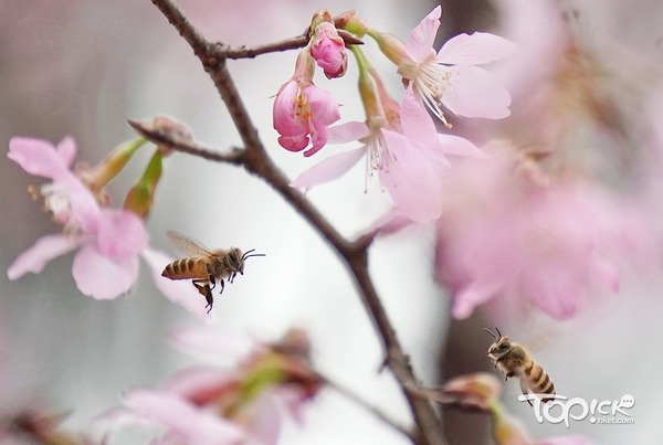 櫻花園花天花地。(朱永倫攝)
