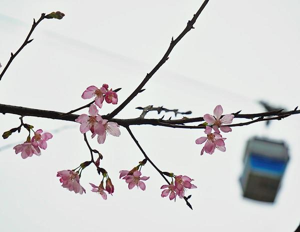 櫻花園位於香港機場島,快將開放。(朱永倫攝)