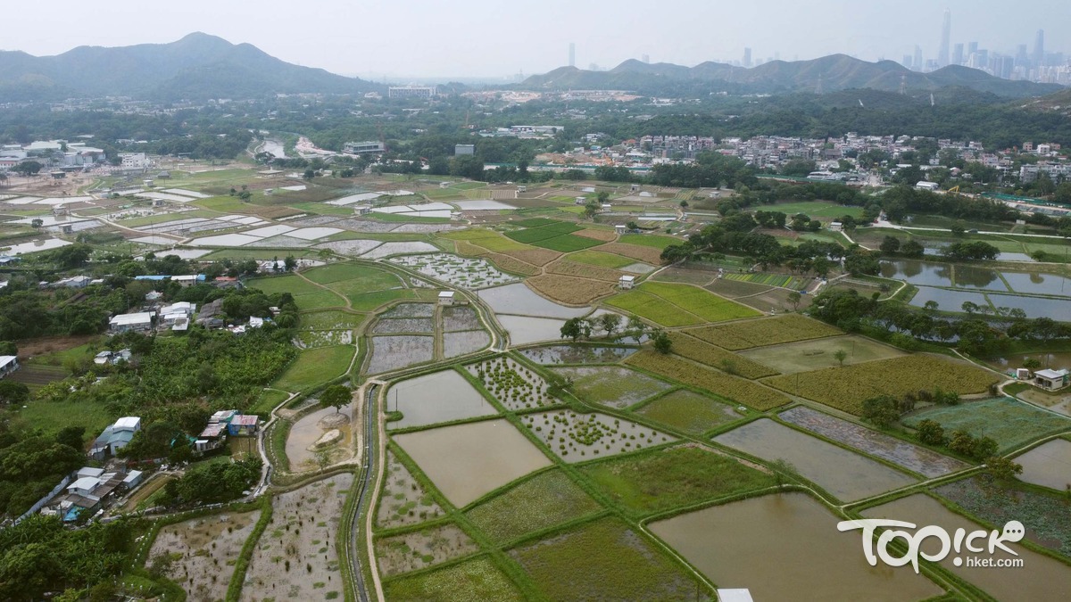 北部都會區】247公頃濕地及緩衝區勢剔走規劃署今闖城規環團批壞先列