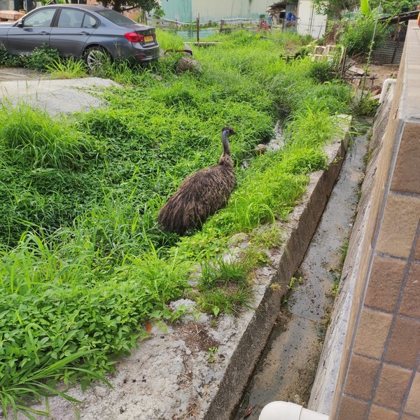 雞伯嶺路近鳳降村發現鴕鳥。(村民提供)