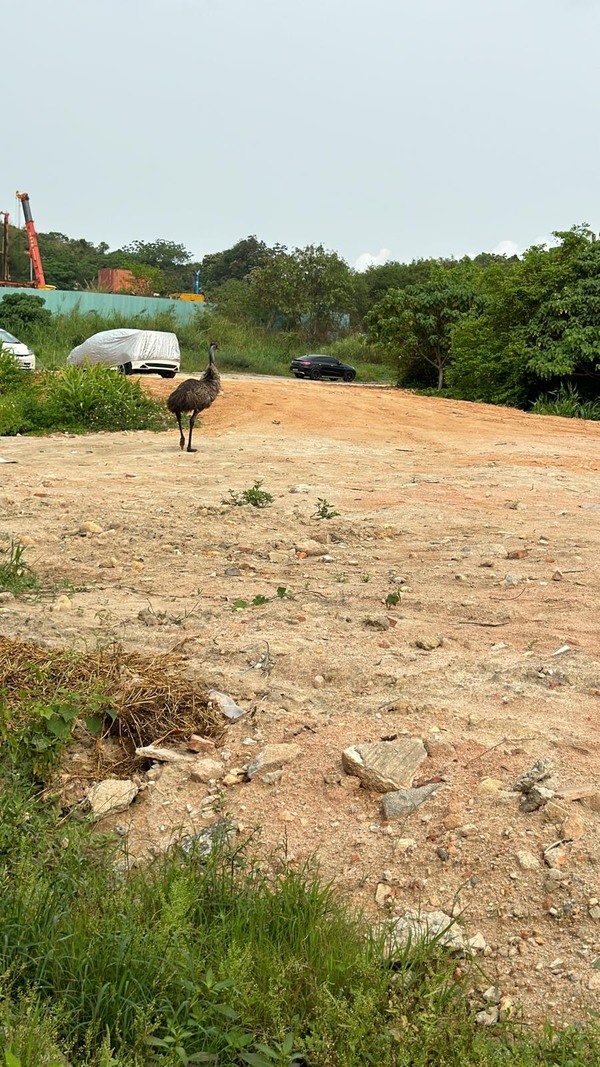 雞伯嶺路近鳳降村發現鴕鳥。(村民提供)
