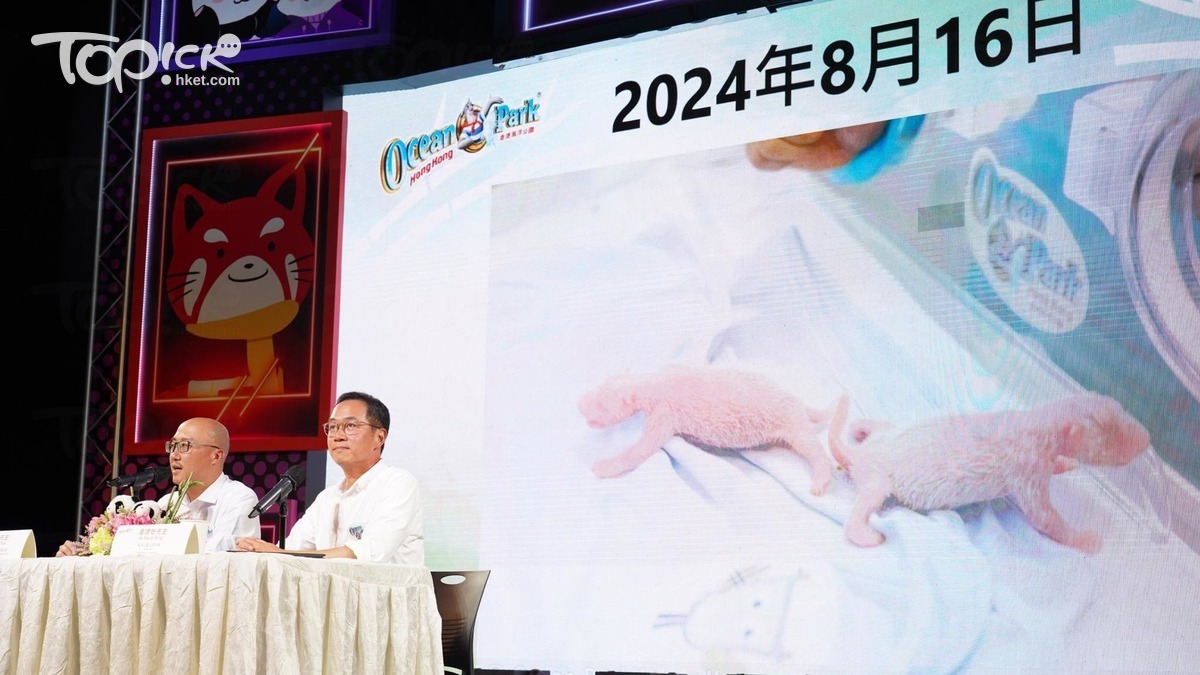 港產大熊貓丨龍鳳胎收水期是關鍵盈盈高齡產婦產子屬「奇蹟」