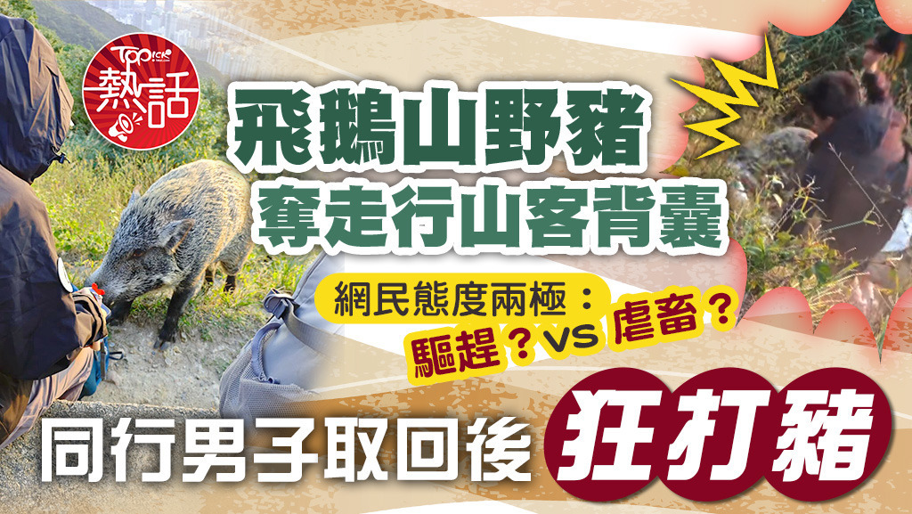 飛鵝山野豬奪走行山客背囊，同行男子取回後狂打豬，網民態度兩極：驅趕？vs 虐畜？