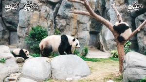 （海洋公園Facebook圖片）
