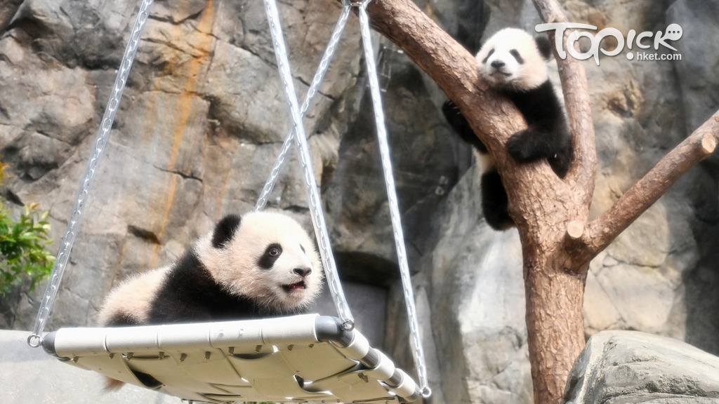 海洋公園於4月18日宣布，成立「家姐細佬後援會」。(資料圖片)